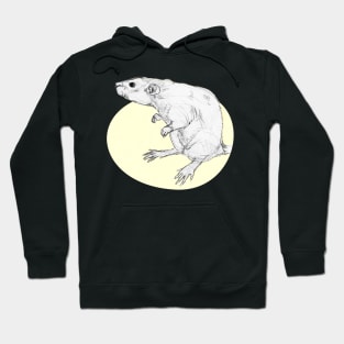 cute rat pencil drawing Hoodie